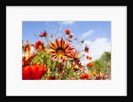 Gazania flowers by Anonymous