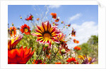 Gazania flowers by Anonymous