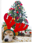 Sleeping Beagle Dog Wearing Christmas Antlers by Anonymous