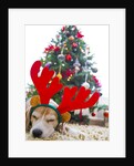 Sleeping Beagle Dog Wearing Christmas Antlers by Anonymous