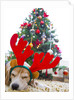 Sleeping Beagle Dog Wearing Christmas Antlers by Anonymous