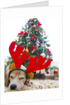 Sleeping Beagle Dog Wearing Christmas Antlers by Anonymous
