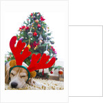 Sleeping Beagle Dog Wearing Christmas Antlers by Anonymous