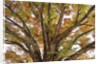 Tree in Autumn, Belgium by Anonymous