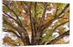 Tree in Autumn, Belgium by Anonymous