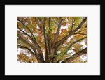 Tree in Autumn, Belgium by Anonymous