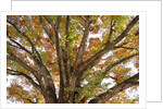 Tree in Autumn, Belgium by Anonymous