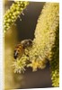 Close up of honey bee pollinating flower of Acacia Pycnantha tree by Anonymous