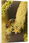 Close up of honey bee pollinating flower of Acacia Pycnantha tree by Anonymous