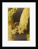 Close up of honey bee pollinating flower of Acacia Pycnantha tree by Anonymous