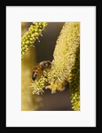 Close up of honey bee pollinating flower of Acacia Pycnantha tree by Anonymous