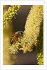 Close up of honey bee pollinating flower of Acacia Pycnantha tree by Anonymous