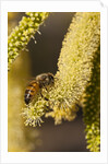 Close up of honey bee pollinating flower of Acacia Pycnantha tree by Anonymous