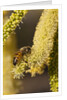 Close up of honey bee pollinating flower of Acacia Pycnantha tree by Anonymous