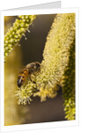 Close up of honey bee pollinating flower of Acacia Pycnantha tree by Anonymous