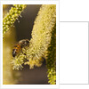 Close up of honey bee pollinating flower of Acacia Pycnantha tree by Anonymous