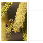 Close up of honey bee pollinating flower of Acacia Pycnantha tree by Anonymous