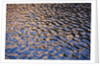 Reflection of red rock on Lake Powell at sunset by Anonymous