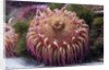 Close up of sea anemone at New England Aquarium by Anonymous