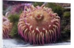 Close up of sea anemone at New England Aquarium by Anonymous
