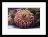 Close up of sea anemone at New England Aquarium by Anonymous