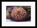 Close up of sea anemone at New England Aquarium by Anonymous