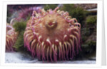 Close up of sea anemone at New England Aquarium by Anonymous