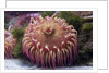 Close up of sea anemone at New England Aquarium by Anonymous