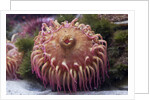 Close up of sea anemone at New England Aquarium by Anonymous