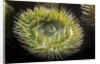 Close up of green sea anemone at New England Aquarium by Anonymous