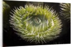 Close up of green sea anemone at New England Aquarium by Anonymous