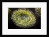 Close up of green sea anemone at New England Aquarium by Anonymous