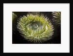 Close up of green sea anemone at New England Aquarium by Anonymous
