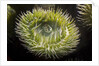 Close up of green sea anemone at New England Aquarium by Anonymous