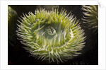 Close up of green sea anemone at New England Aquarium by Anonymous