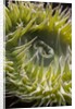 Close up of green sea anemone at New England Aquarium by Anonymous