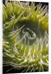 Close up of green sea anemone at New England Aquarium by Anonymous