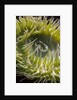 Close up of green sea anemone at New England Aquarium by Anonymous