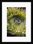 Close up of green sea anemone at New England Aquarium by Anonymous