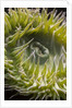 Close up of green sea anemone at New England Aquarium by Anonymous