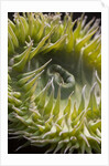 Close up of green sea anemone at New England Aquarium by Anonymous