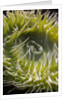 Close up of green sea anemone at New England Aquarium by Anonymous