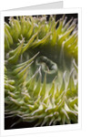 Close up of green sea anemone at New England Aquarium by Anonymous