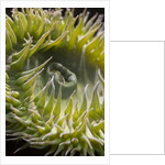 Close up of green sea anemone at New England Aquarium by Anonymous