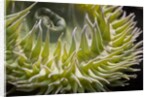 Close up of green sea anemone at New England Aquarium by Anonymous