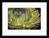 Close up of green sea anemone at New England Aquarium by Anonymous