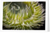 Close up of green sea anemone at New England Aquarium by Anonymous