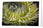 Close up of green sea anemone at New England Aquarium by Anonymous
