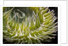Close up of green sea anemone at New England Aquarium by Anonymous