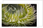 Close up of green sea anemone at New England Aquarium by Anonymous